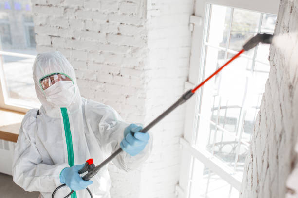 Best Mold removal after water damage  in Island City, OR